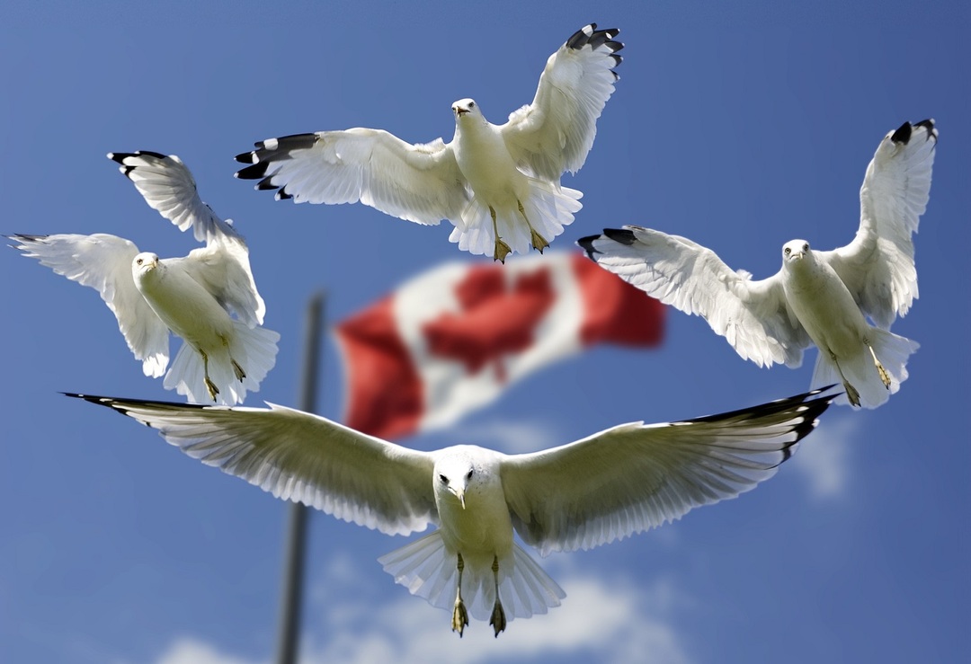 كندا: من كل 5 كنديين، كندي واحد من أصول مهاجرة