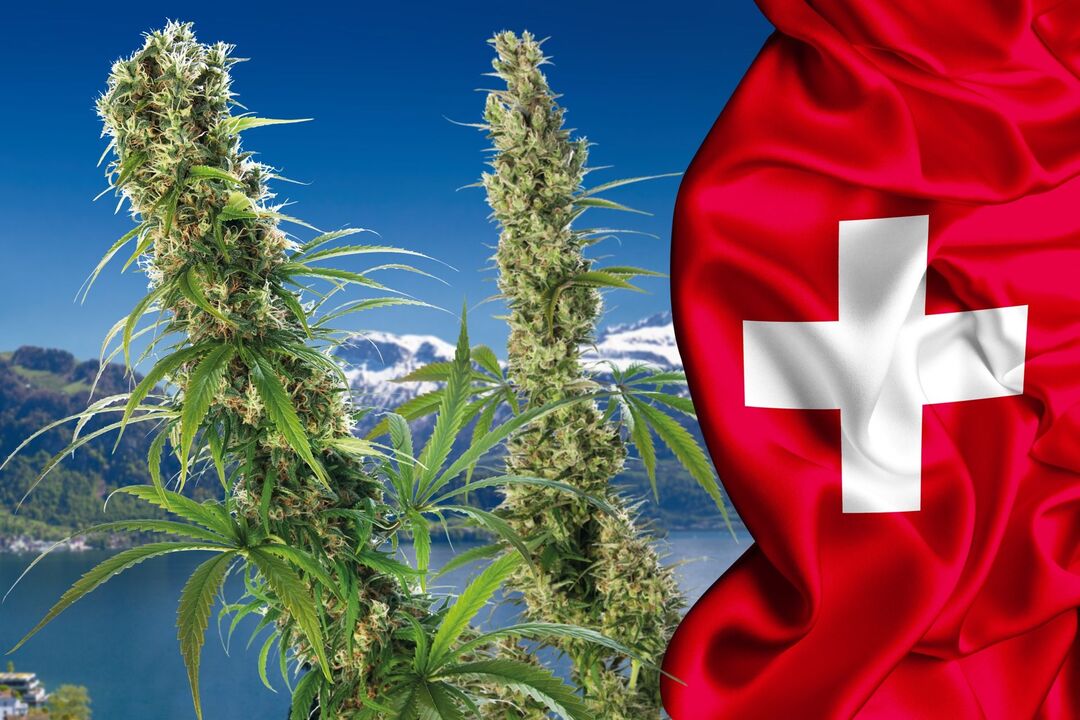سويسرا تسمح للمواطنين بشراء منتجات القنب من الصيدليات لأغراض ترفيهية