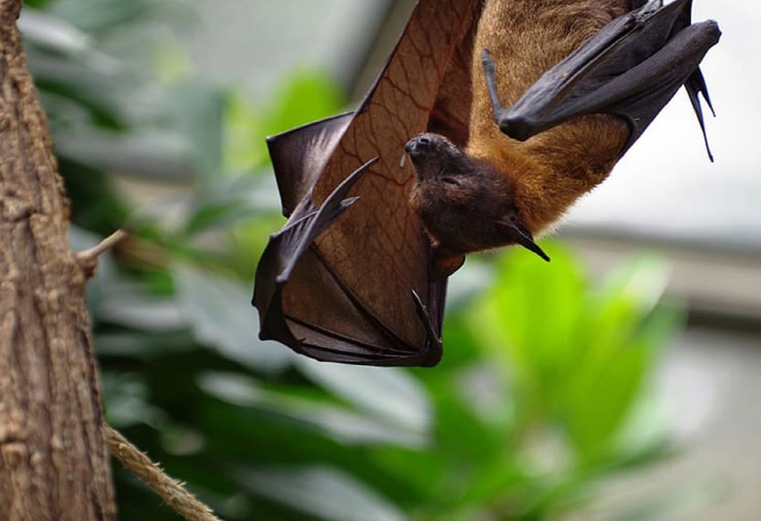 ألمانيا: مصادرة كمية من الخفافيش المقلية!