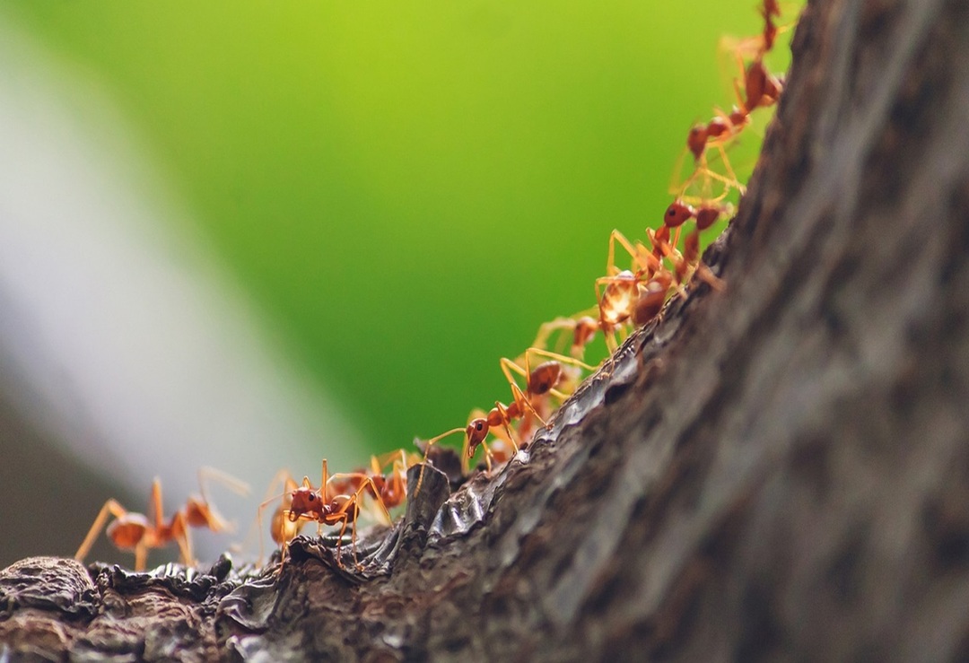 النمل يغزو المنازل مع اقتراب الصيف...كيف يمكن التخلص منه؟